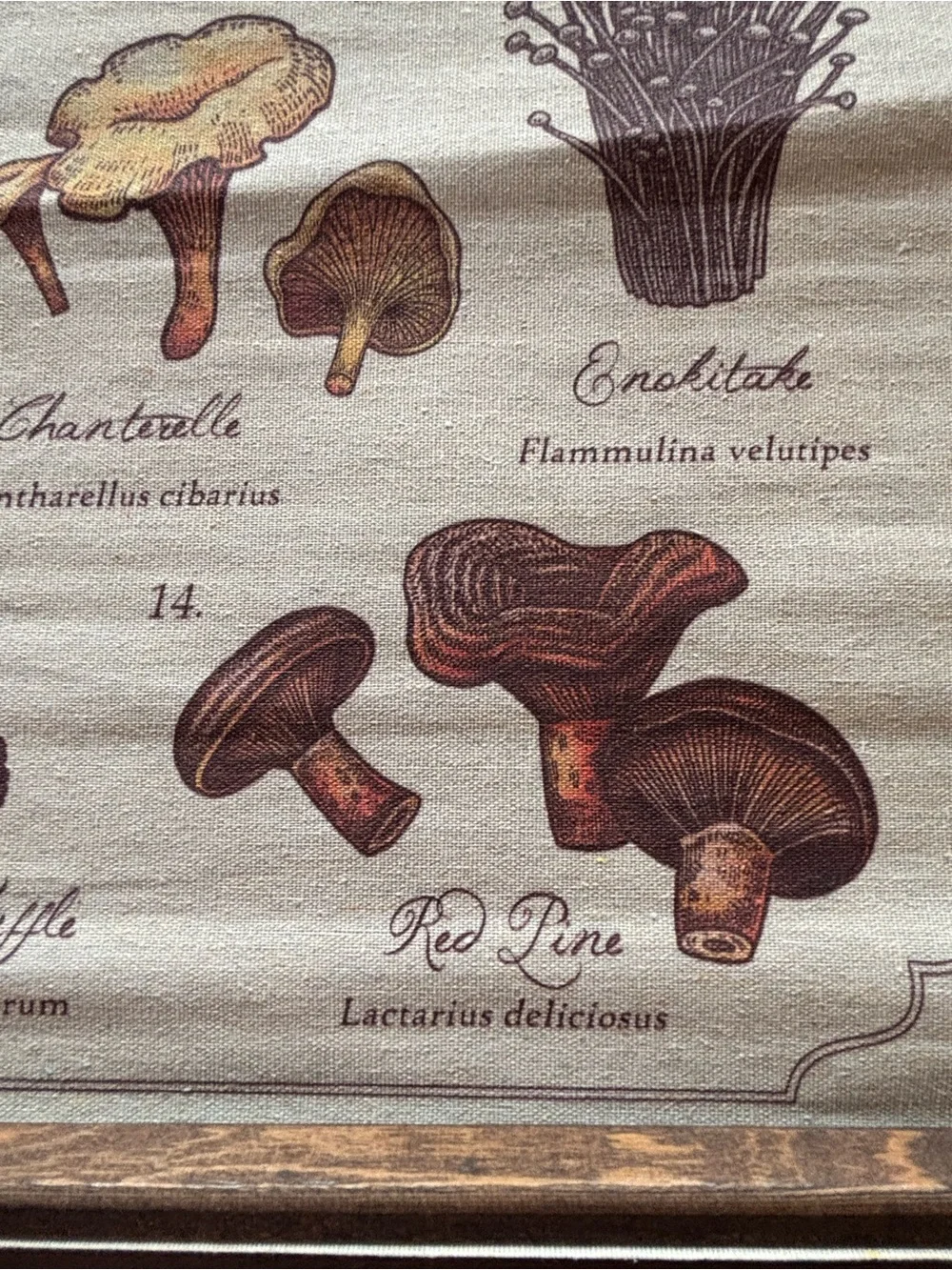 Mushrooms of the World Wall Hanging - Neutral Brown Canvas